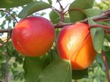 Pomi  fructiferi :prun ,persic,cais ,mar ,nectarine ,gutui,prasad ... foto 8