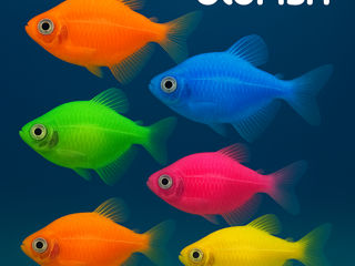 🐠 Pește acvariu Terneția GLO (Gymnocorymbus ternetzi) - (toate culorile)! 🚚 Livrare or.Chișinau! foto 1