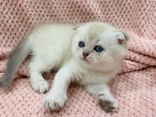 Scottish fold and streight foto 2