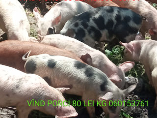 Vind porci 80 lei kg