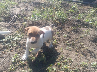 Jack Russel  terrier