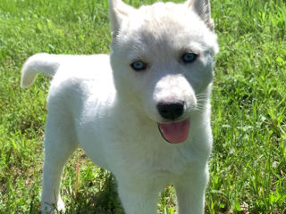 Husky albinos foto 4