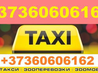 Зооперевозки г. Кишинёв. Viber WhatsApp Telegram. foto 4