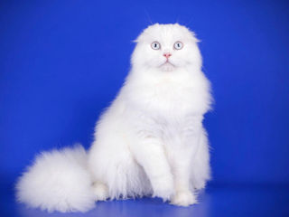 Белый кот — символ чистоты и совершенства.  Хотите белых котят - тогда на вязку к нам!