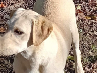 Cățel de Labrador Retriever