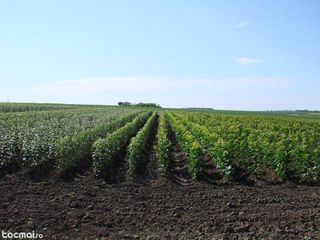 Pomi fructiferi pe garantie pentru livada la cele mai accesibile preturi! foto 2