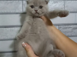 Femele pisicuțe scottish fold foto 6