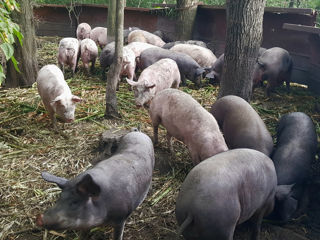 Porci masă vie 50 lei/kg foto 2