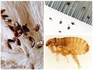 Уничтожаем: блохи, клопы, тараканы, муравьи,грызуны-крысы,мыши  и  других вредителей