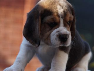 Клубные щенки Beagle  с доставкой  за границу и по Молдове! foto 2