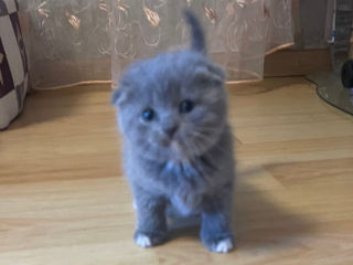 Pisicuta Scottish Fold Stright foto 3