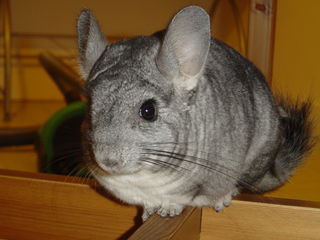 ШИНШИЛЛЫ    CHINCHILLA foto 1