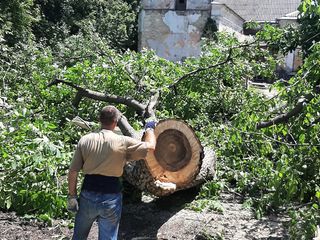Defrisarea arborilor,crengilor avariate in Chisinau