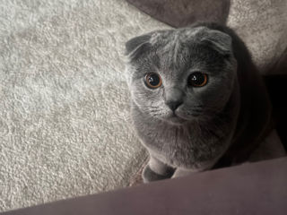 Vând urgent pisică scottish fold