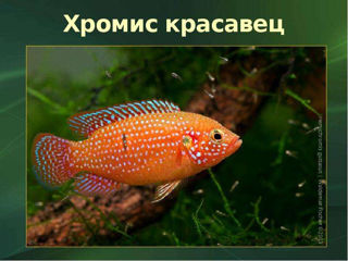 Рыбки. Продаются цихлиды Африки и Америки. foto 2