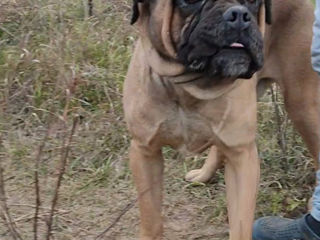 Cane corso.bronare foto 7