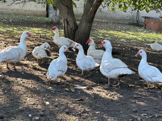 Se vânde familie de rațe multe albe sau la tăiat rățoi foto 3