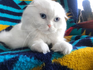 Motan alb superb, rasă pură scottish fold longhair, invită la împerechere! фото 0