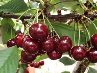Pomi fructiferi - prun , prăsad , vișin , gutui , migdal , persic ... foto 9