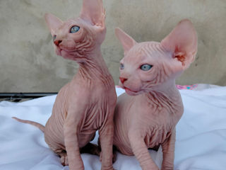 Котята канадского сфинкса / Sphynx Canadian foto 7