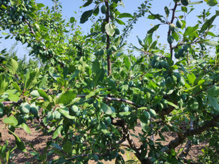 Prune proaspete foto 2