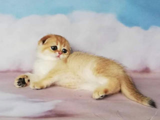 Scottish fold