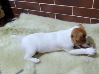 Jack Russell foto 3