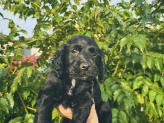 Vând Cocker Spaniel foto 2