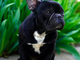 French Bulldog Femelă foto 3