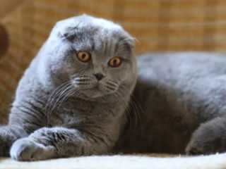 Montă - imperechere,cu motan scottish fold foto 3