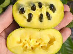 Asimina Triloba, Banana Nordului sau Paw Paw/северный банан/ азимина foto 3