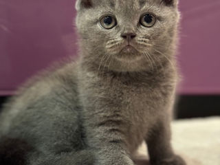 Motanasi Scottish Fold