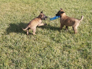 Malinois foto 4