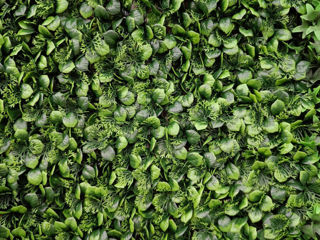 Декоративные зеленые покрытия / фитостена / perete din plante artificiale foto 15