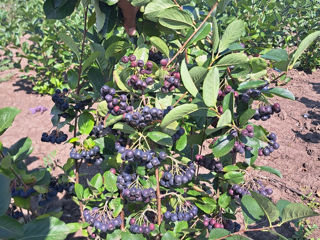 Aronia foto 2