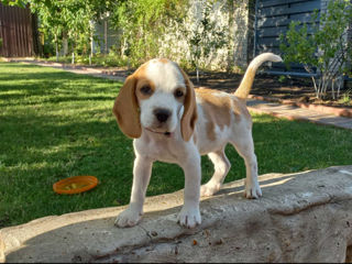 Împerechere beagle foto 8