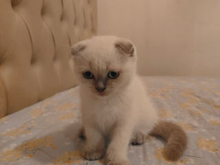 Motănaș Scottish Fold foto 1