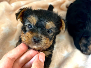 Yorkshire terrier