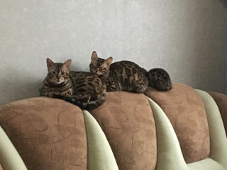 Bengal foto 4