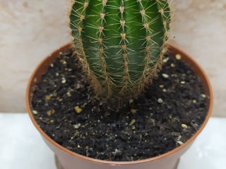 Cactus.Livrare. / Кактус. Доставка. foto 10