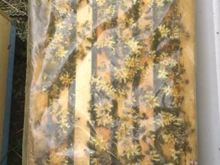Продаются пчёлы foto 2
