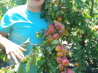 Pomi fructiferii, cais - Big red, Pin-kot  Farboli, Faralia, Sprin blush, Chiot foto 8