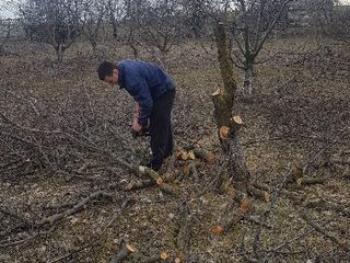 Curatare teren Scoatere radacini Уборка территорий foto 3