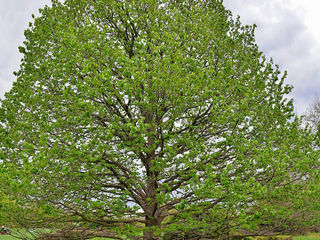 Орех медвежий - alun turcesc - турецкая лещина древовидная (Corylus Colurna) foto 4