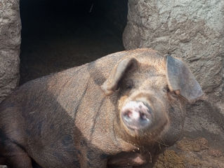 Porci de carne, crescuți cu cereale foto 4