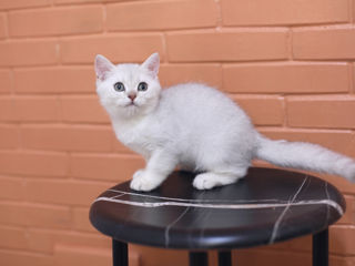 British Shorthair silver chinchilla . foto 7