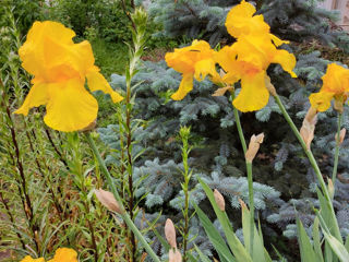 Iris Germanica. foto 9