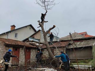 Tăierea și curățarea copacilor , curățarea copacilor uscați, curățarea teritorii de tufișuri foto 14