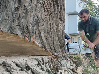 Taierea/defrisarea/aranjarea copacilor, amenajarea coroanei! Avem in dotare mașini Autoturn! foto 17