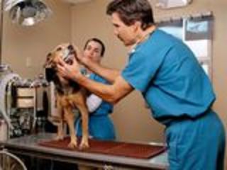 Ветеринарная помощь,вызов ветеринарного врача на дом, лучший вет для вашего питомца. foto 8